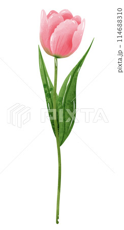 Handdrawn illustration watercolor pink tulip with green leaves Spring floral clipart greeting card bridal shower wedding invitation Botanical painting 114688310