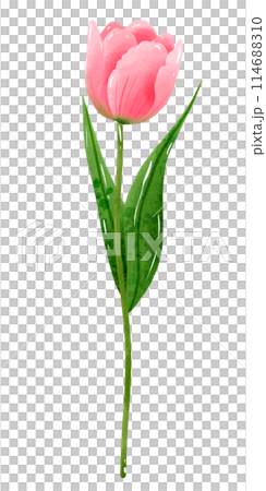 Handdrawn illustration watercolor pink tulip with green leaves Spring floral clipart greeting card bridal shower wedding invitation Botanical painting 114688310