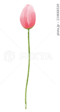 Handdrawn illustration watercolor pink tulip with green leaves Spring floral clipart greeting card bridal shower wedding invitation Botanical painting Handdrawn illustration watercolor pink tulip with green leaves Spring floral clipart greeting card bridal shower wedding invitation Botanical painting 114688320