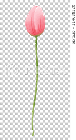 Handdrawn illustration watercolor pink tulip with green leaves Spring floral clipart greeting card bridal shower wedding invitation Botanical painting Handdrawn illustration watercolor pink tulip with green leaves Spring floral clipart greeting card bridal shower wedding invitation Botanical painting 114688320