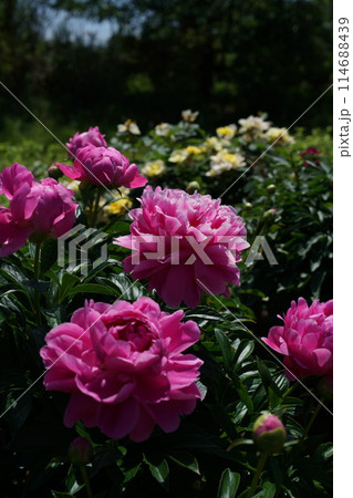 ぼたん（薄ピンク） 114688439