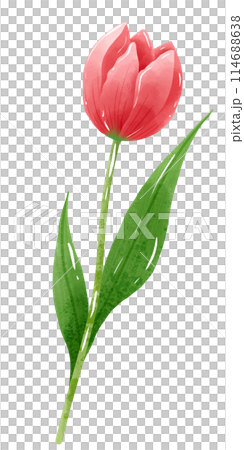 Handdrawn illustration watercolor red tulip with green leaves Spring floral clipart greeting card bridal shower wedding invitation Botanical painting 114688638