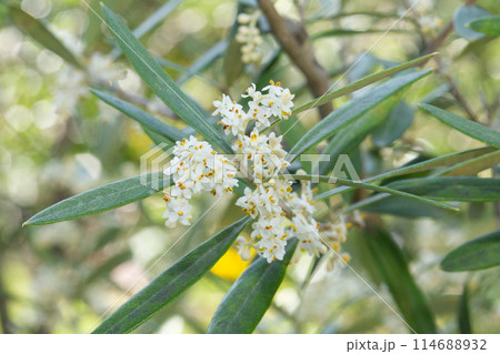 オリーブの花 114688932