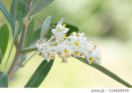 オリーブの花 114688939