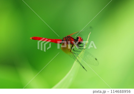 ハッチョウトンボ（オス） 114688956