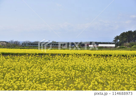 菜の花畑のある風景 114688973