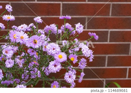 Autumn Aster Flowers of Symphyotrichum Novae Angliae, New York Aster September Flowers Autumn Aster Flowers of Symphyotrichum Novae Angliae, New York Aster September Flowers 114689081