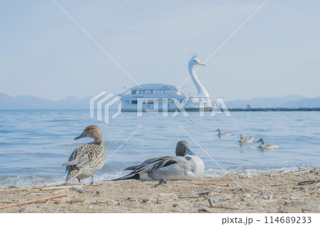 福島　猪苗代湖のカモ 114689233