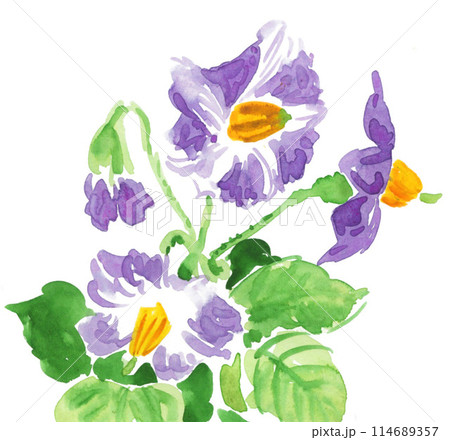 水彩で描いたメークインの花24519pix7 114689357