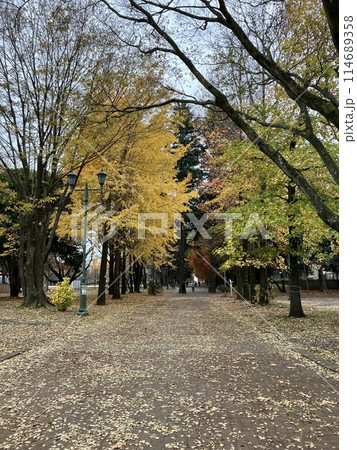 昼下がり大きな銀杏の木がある公園を散歩 114689358