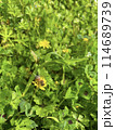 野に咲く野草、黄色い花、その花蜜を吸う蜜蜂 114689739