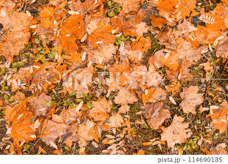 Colorful autumnal foliage, seasonal nature texture. Yellow leaves in forest during fall season 114690185