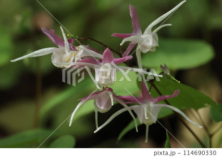 自然　植物　イカリソウ、不思議な姿の花ですが日本の野草です。花は春から初夏に咲きます 114690330
