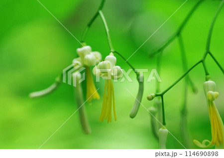 ウリノキの花 114690898