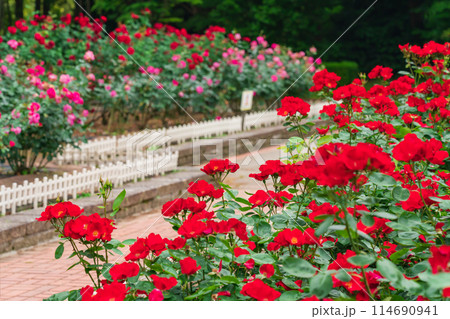 春の庄内緑地公園、満開のバラ〈愛知県名古屋市〉 114690941