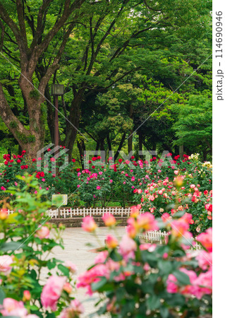 春の庄内緑地公園、満開のバラ〈愛知県名古屋市〉 春の庄内緑地公園、満開のバラ〈愛知県名古屋市〉 114690946