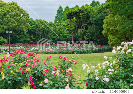 春の庄内緑地公園、満開のバラ〈愛知県名古屋市〉 114690963
