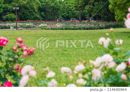 春の庄内緑地公園、満開のバラ〈愛知県名古屋市〉 春の庄内緑地公園、満開のバラ〈愛知県名古屋市〉 114690964