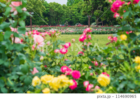 春の庄内緑地公園、満開のバラ〈愛知県名古屋市〉 114690965