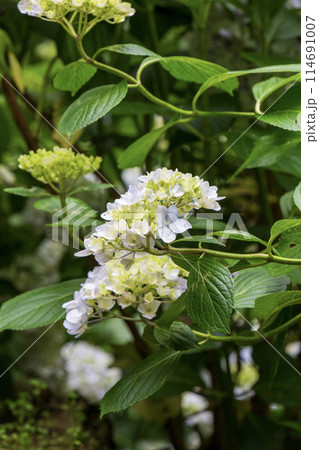 白い紫陽花 白い紫陽花 114691007