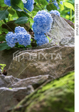 青い紫陽花 青い紫陽花 114691008