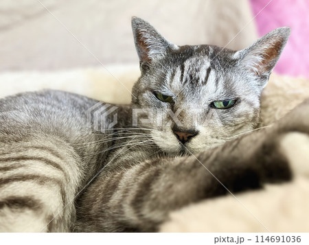 寝転ぶ猫 寝転ぶ猫 114691036