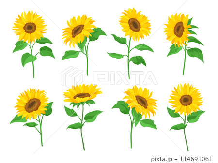 ひまわりの花のイラスト。イラスト素材セット。デザイン用のベクター素材。 ひまわりの花のイラスト。イラスト素材セット。デザイン用のベクター素材。 114691061