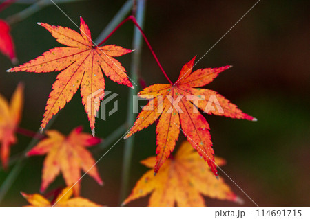 静岡県袋井市村松　油山寺と境内の風景 114691715