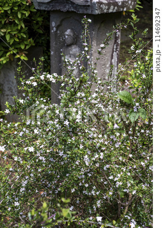 鎌倉245　瑞泉寺1　白蝶草 114692347