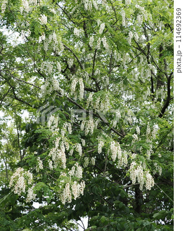 咲き誇るハリエンジュの花 咲き誇るハリエンジュの花 114692369