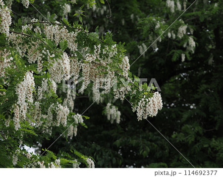咲き誇るハリエンジュの花 114692377