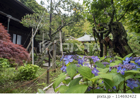 鎌倉245　瑞泉寺12　紫陽花 114692422