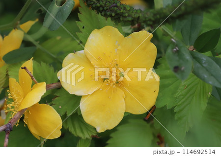 春の公園に咲く黄色いヤマブキの花 春の公園に咲く黄色いヤマブキの花 114692514