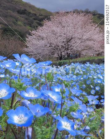 善通寺五岳の里市民集いの丘公園の桜とネモフィラ2024【香川県善通寺市】 善通寺五岳の里市民集いの丘公園の桜とネモフィラ2024【香川県善通寺市】 114692517
