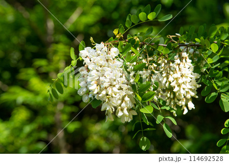 ハリエンジュ(ニセアカシア)の花 ハリエンジュ(ニセアカシア)の花 114692528