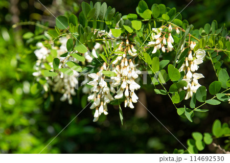 ハリエンジュ(ニセアカシア)の花 114692530