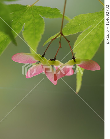 新緑のモミジとピンクの実 新緑のモミジとピンクの実 114692732