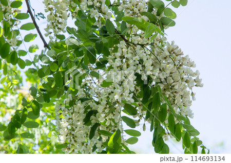 ハリエンジュ(ニセアカシア)の花 ハリエンジュ(ニセアカシア)の花 114693134