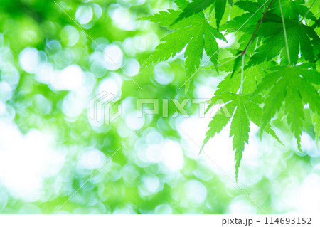 新緑 114693152