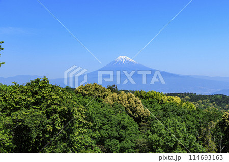 達磨山から見た富士山 達磨山から見た富士山 114693163