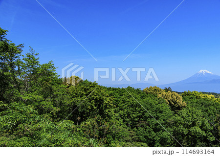 達磨山から見た富士山　 114693164