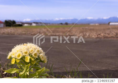 ふきのとう（1） 114693197