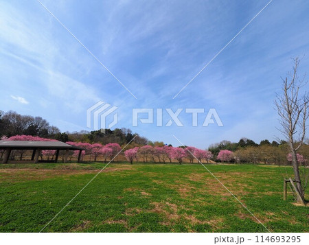 桜（国営讃岐まんのう公園）2024【香川県仲多度郡まんのう町】 114693295