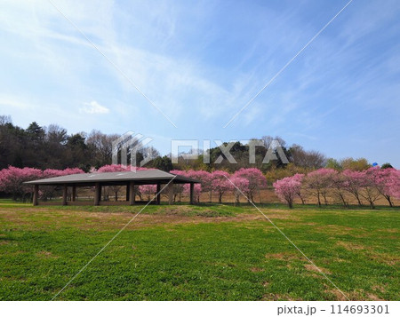 桜（国営讃岐まんのう公園）2024【香川県仲多度郡まんのう町】3 114693301