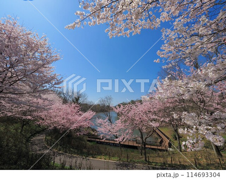 桜（国営讃岐まんのう公園）2024【香川県仲多度郡まんのう町】5 114693304