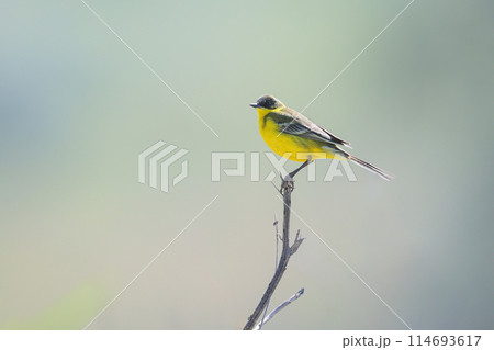 western yellow wagtail (Motacilla flava) western yellow wagtail (Motacilla flava) 114693617