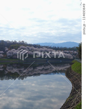 宝山湖公園の桜2024【香川県三豊市】11 宝山湖公園の桜2024【香川県三豊市】11 114693649