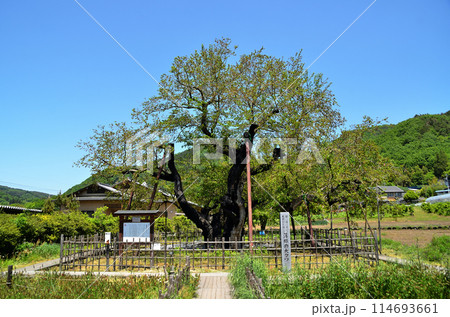 群馬県沼田市石墨町の薄根の大桑 群馬県沼田市石墨町の薄根の大桑 114693661