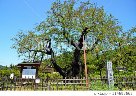 群馬県沼田市石墨町の薄根の大桑 114693663