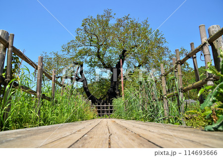 群馬県沼田市石墨町の薄根の大桑 114693666